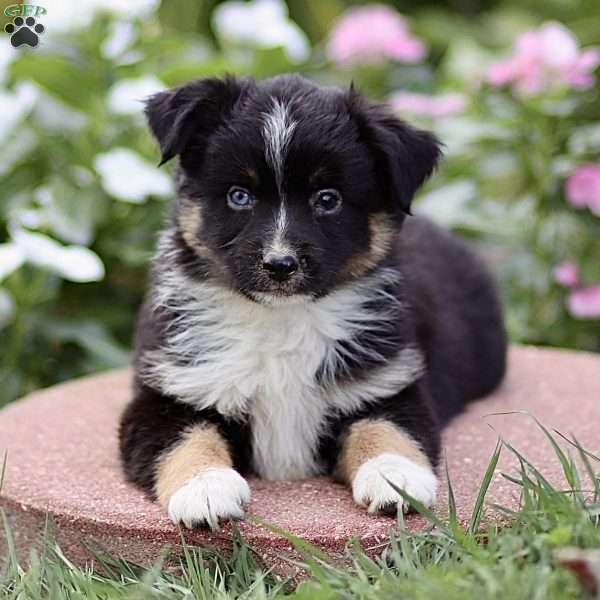 Flossie, Miniature Australian Shepherd Puppy